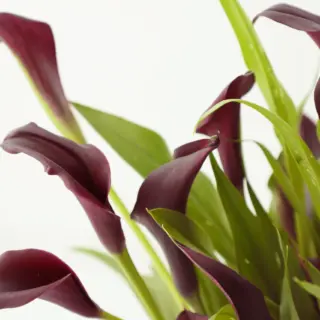 black-calla-lily-flower-bulb