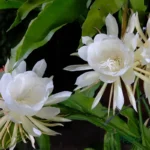 Brahma Kamal Plant (Choose color)