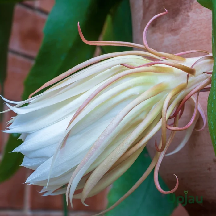 Brahma Kamal Plant (Choose color) - Image 3