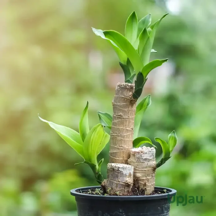 Brazilian wood/ Dracena Fragrans Live Plant - Image 2