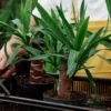 Brazilian wood/ Dracena Fragrans Live Plant (Green Leaf)
