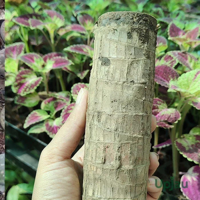 brazilian wood plant