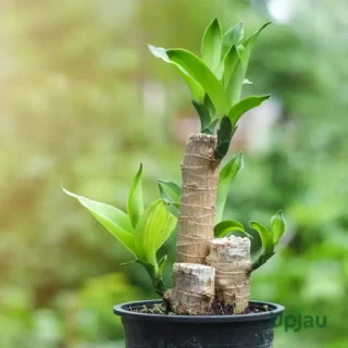 brazilian-wood-plant-green-leaf