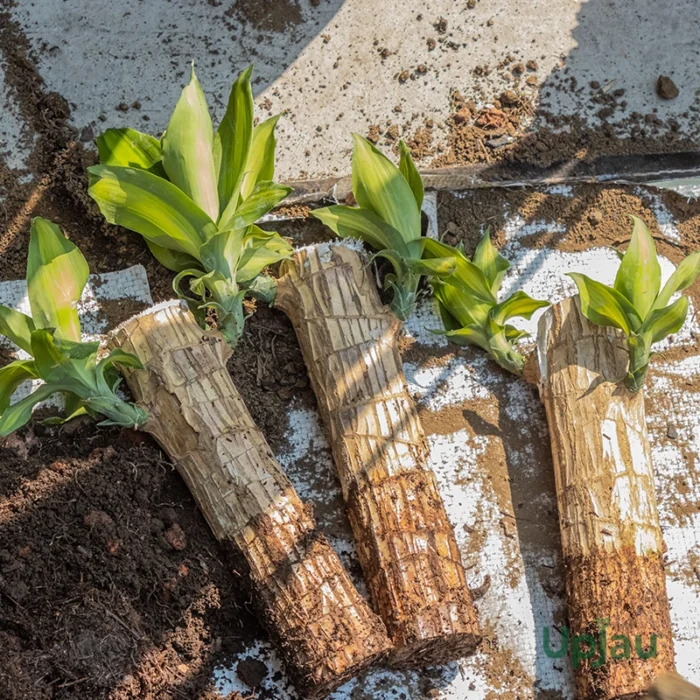 brazilian wood plant