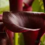 Black Calla Lily Bulb with elegant dark blooms growing in a garden