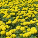 Buy Marigold/Genda Kolkata Yellow Seeds (45–50 Seeds) Online in India
