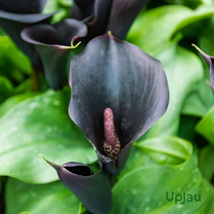 Black Calla Lily