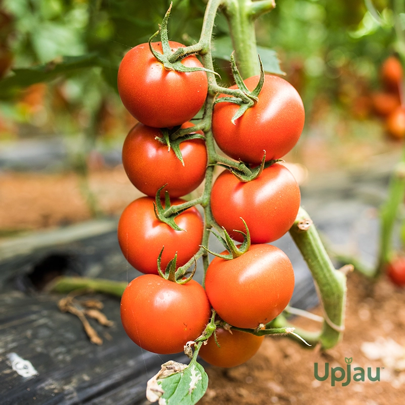 cheery tomato