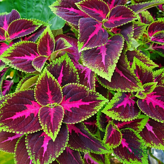 Close-up of Coleus sapling leaves – bright green, burgundy, and magenta foliage for home garden or balcony