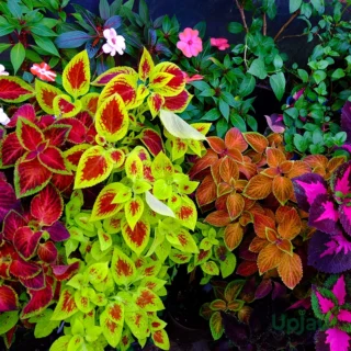 coleus-combo-sapling