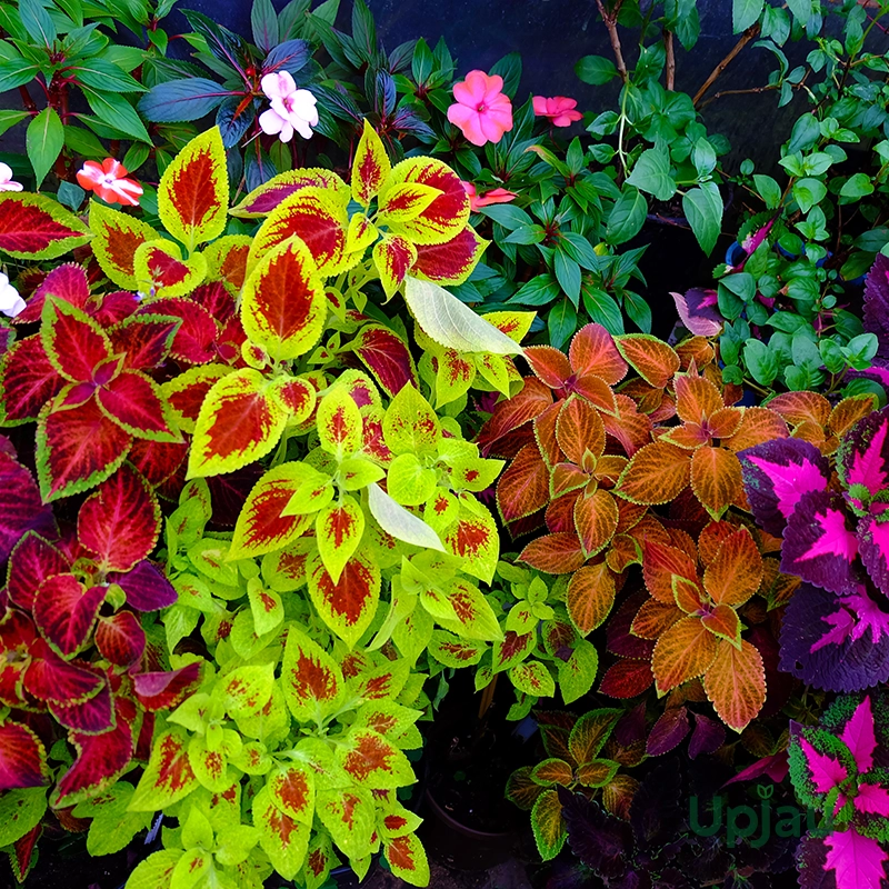 coleus-combo-sapling