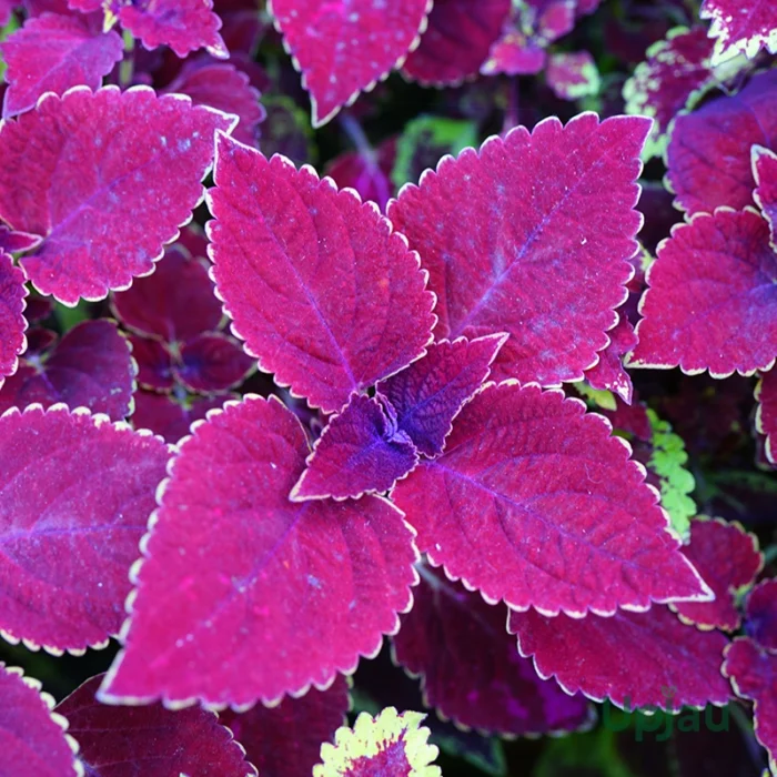 Coleus Combo Sapling (6 pcs) - Image 3