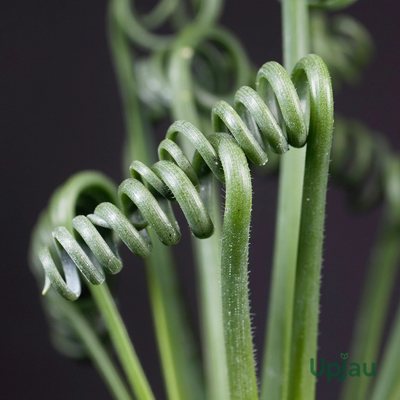 corkscrew-albuca-plant