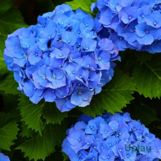 hydrangea-plant-sapling-upjau