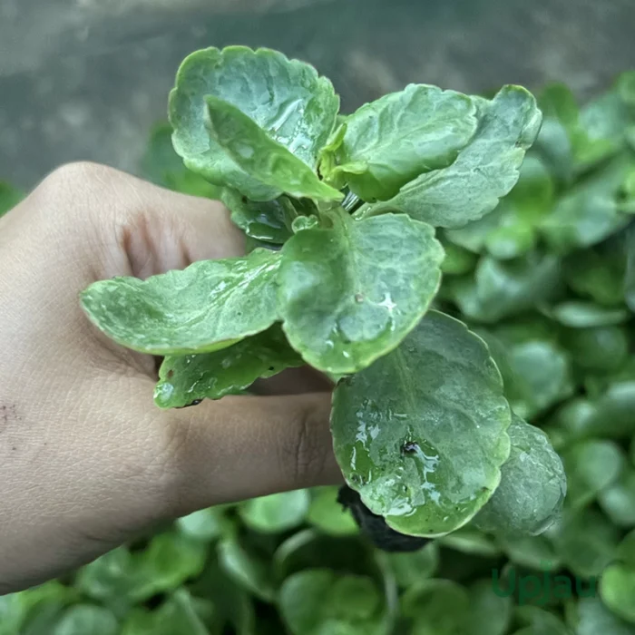 Kalanchoe Plant Sapling (Choose the color) - Image 2