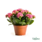 kalanchoe-plant