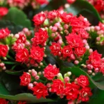 Buy Kalanchoe flowering succulent plant online India – Upjau