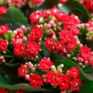 kalanchoe-plant