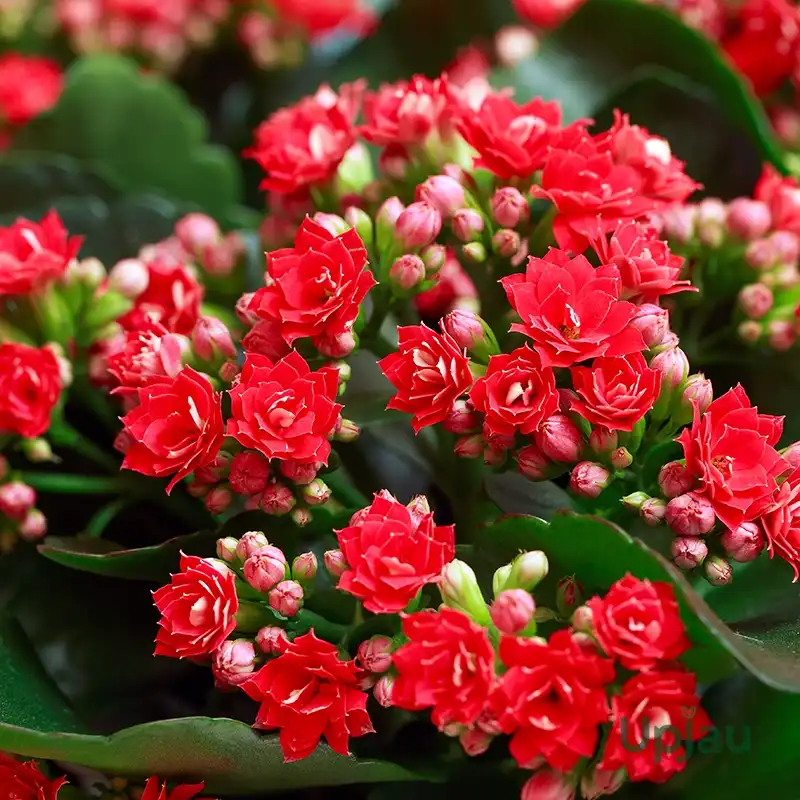 kalanchoe red plant