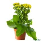 Kalanchoe Plant Sapling (Choose the color) - Yellow