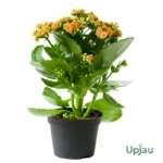 Kalanchoe Plant Sapling (Choose the color) - Orange