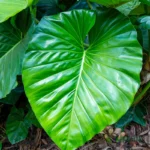 Philodendron Giganteum Plant