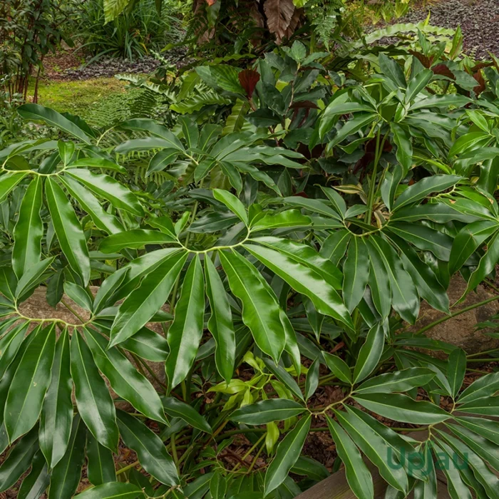 philodendron goeldii1