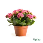 Kalanchoe plant