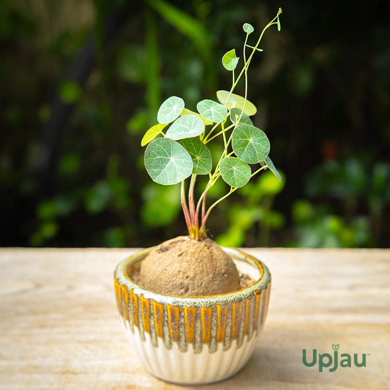 stephania-erecta-plant-grown-indoor