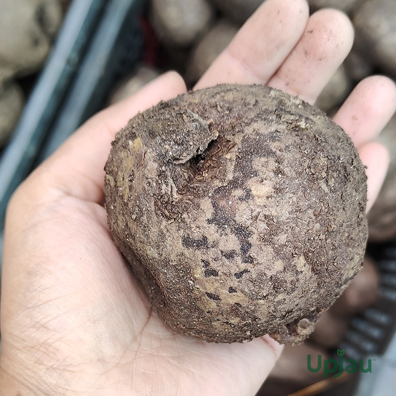 Stephania Erecta Plant Bulbs - Image 3