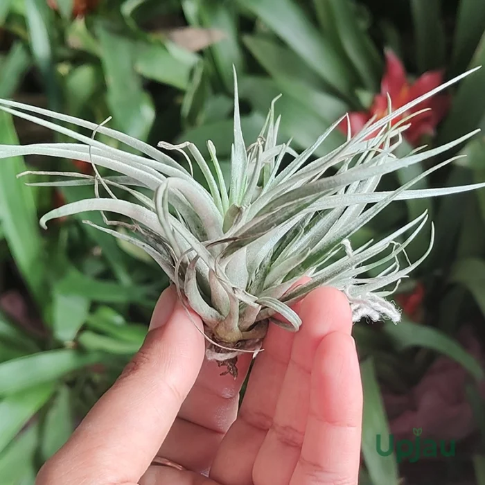 tillandsia air plant