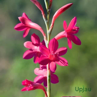 tritonia-bulbs-pink