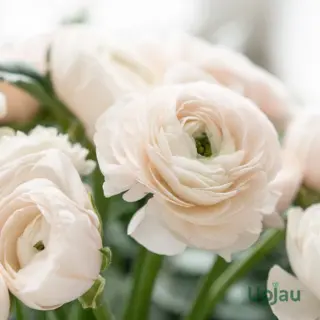 white-ranunculus-bulbs-online-india