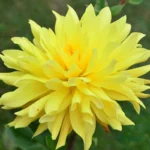 Dahlia Flower Bulb (Separate color)