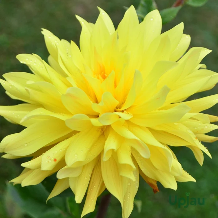 yellow dahlia flower bulb