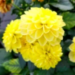 Yellow Dahlia Flower Bulb