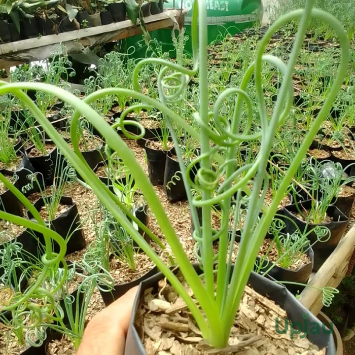 Albuca Spiralis