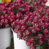 Alyssum Deep Rose Seeds Hybrid F1 (50 Seeds)