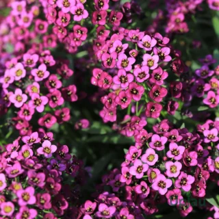 Alyusum Pink1