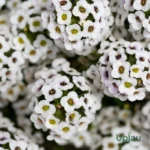 f1 hybrid white alyssum seeds