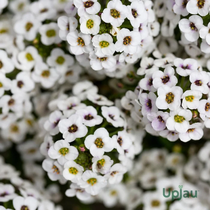 White Alyssum Seeds