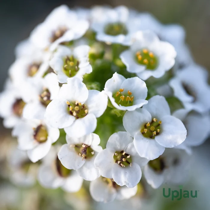 White Alyssum Seeds Hybrid F1 (50 Seeds) - Image 2