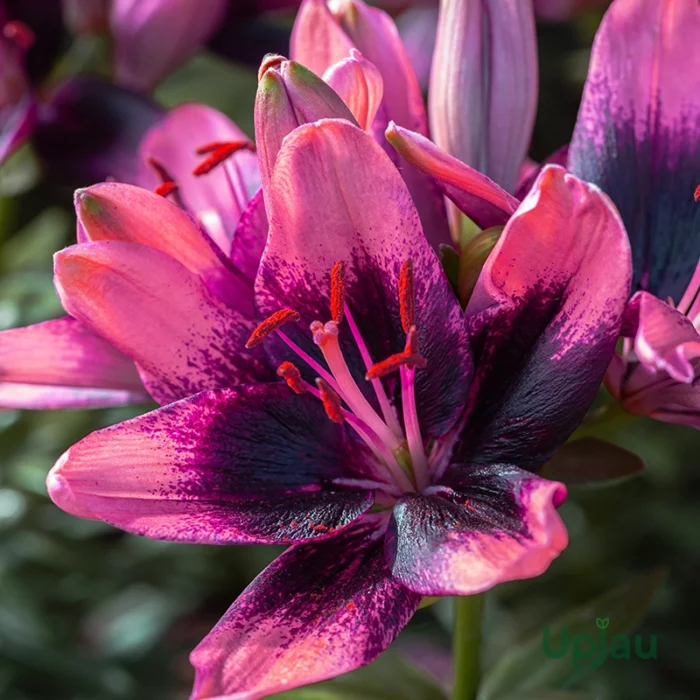 Asiatic Lily Trendy Santo Domingo Bulbs (Imported) - Image 2