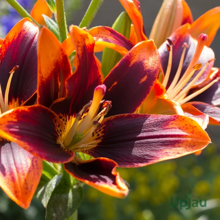 Asiatic Lily TrendyLas Palmas (Imported) - Image 2