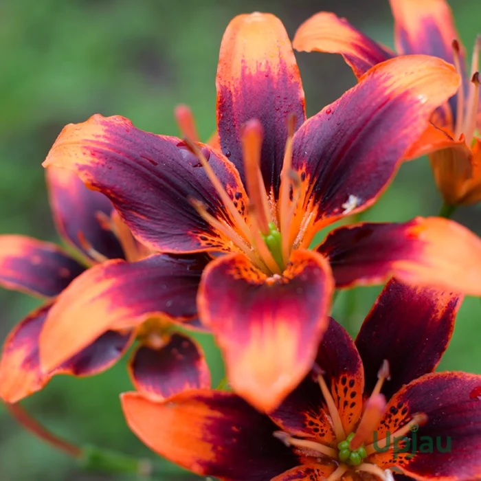 Asiatic Lily TrendyLas Palmas (Imported)