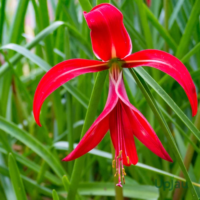 Aztec Lily/ Sprekelia Bulb (Imported) - Image 2