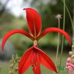 Aztec Lily Sprekelia formosissima imported bulb with red flowers
