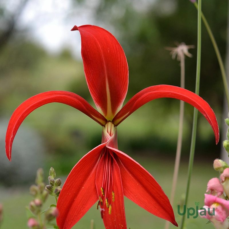 Azatic lily2