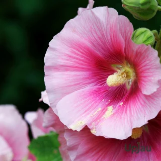 Hollyhock