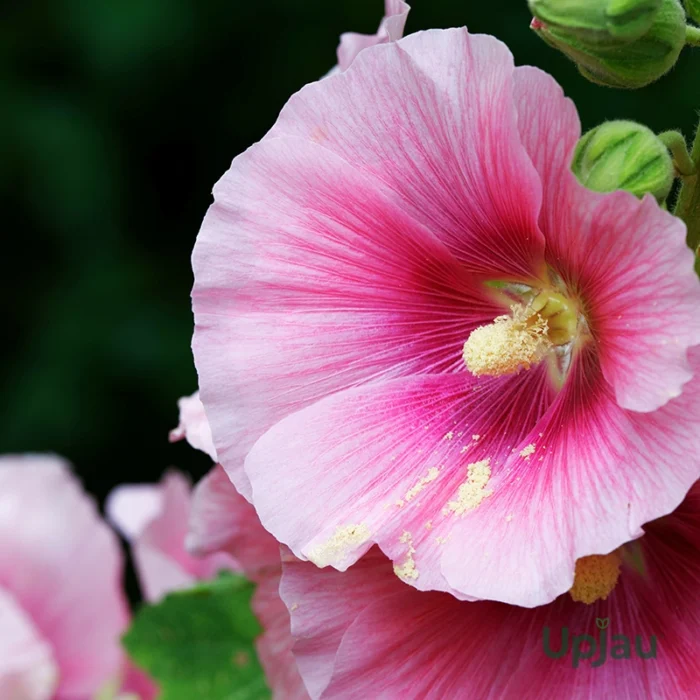 Hollyhock